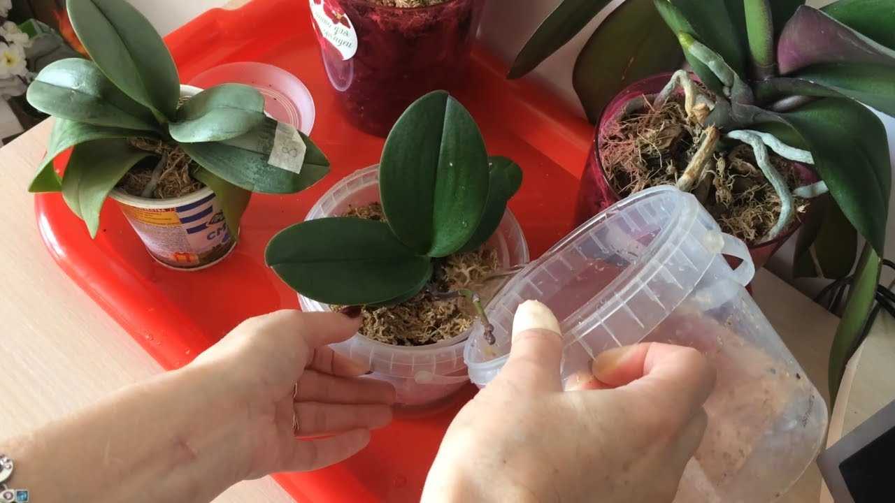 Как поливать орхидеи зимой и осенью в домашних условиях, чтобы не спровоцировать болезни и обеспечить цветение?