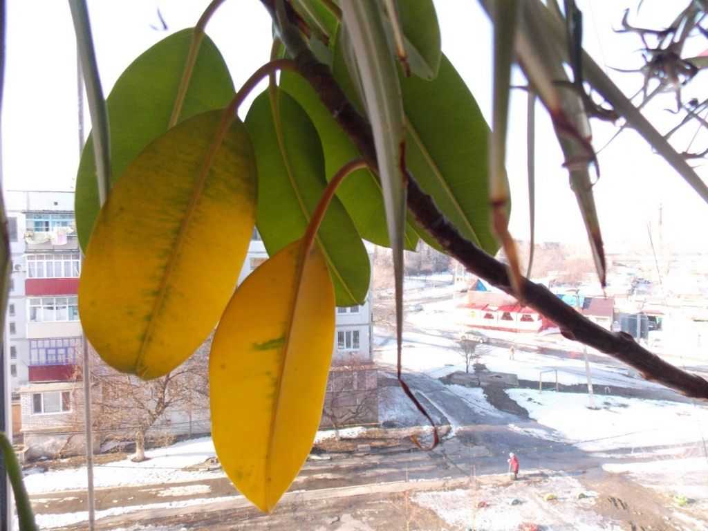 Почему могут желтеть и опадать листья у фикуса бенджамина: болезни, вредители