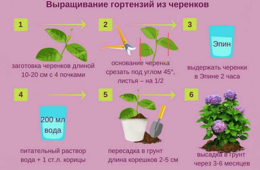 Как размножить гортензию черенками – пошаговая инструкция для новичков | в цветнике (огород.ru)