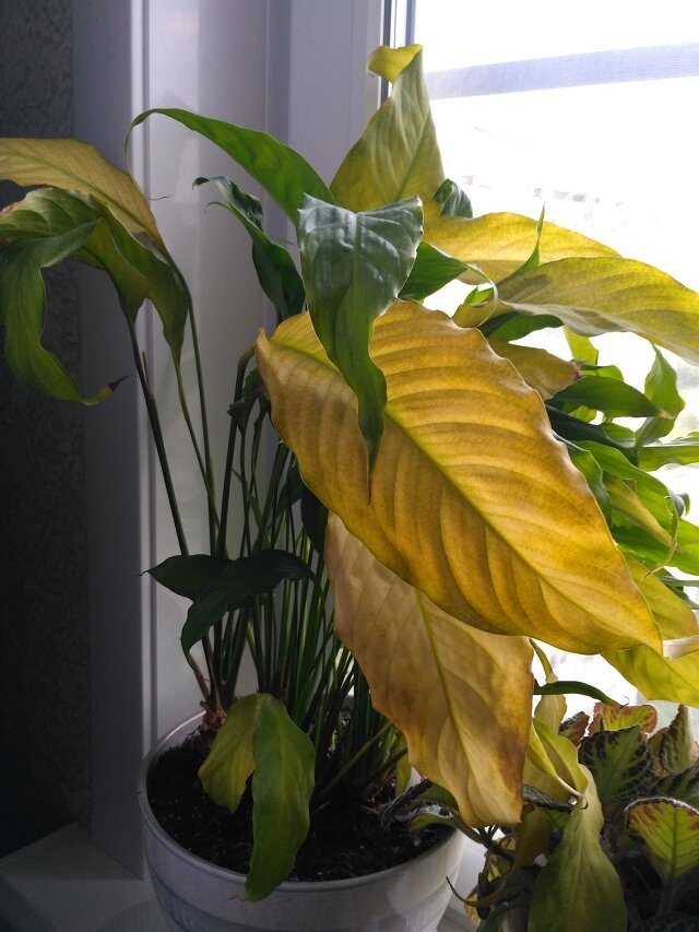 Желтые листья на комнатных растениях - как вылечить, секреты.