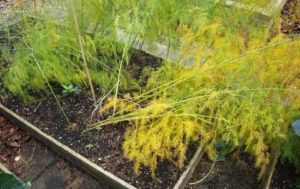 Аспарагус желтеет и осыпается: что делать для лечения растения