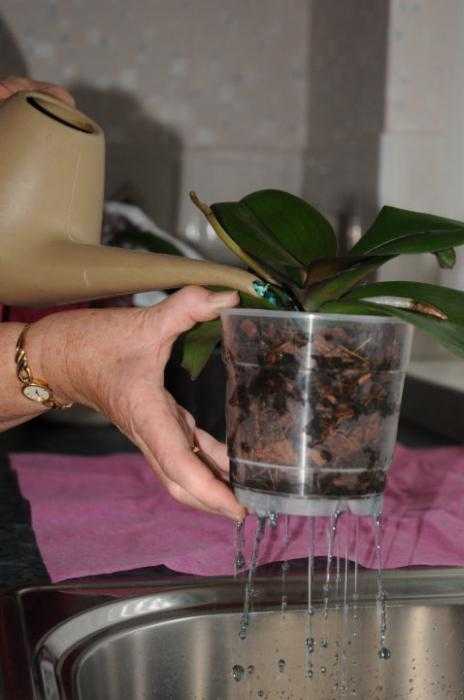 Как поливать орхидеи в домашних условиях: пошаговая инструкция