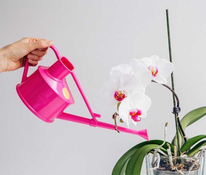 Инструкция, как поливать орхидею зимой