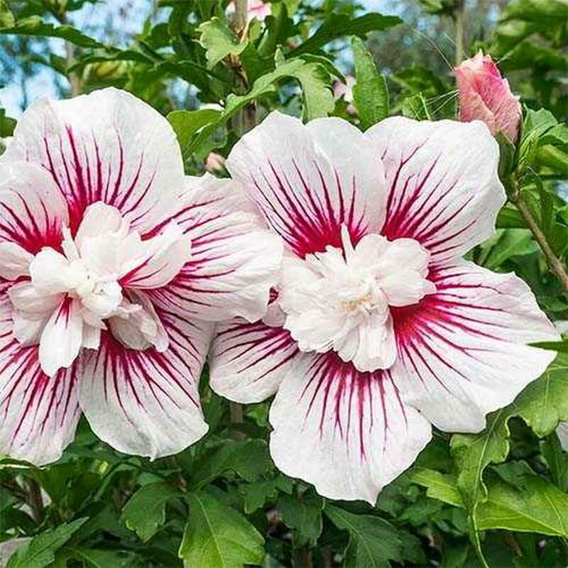 «сумасшедшая роза», или гибискус изменчивый (hibiscus mutabilis): описание, фото, выращивание дома