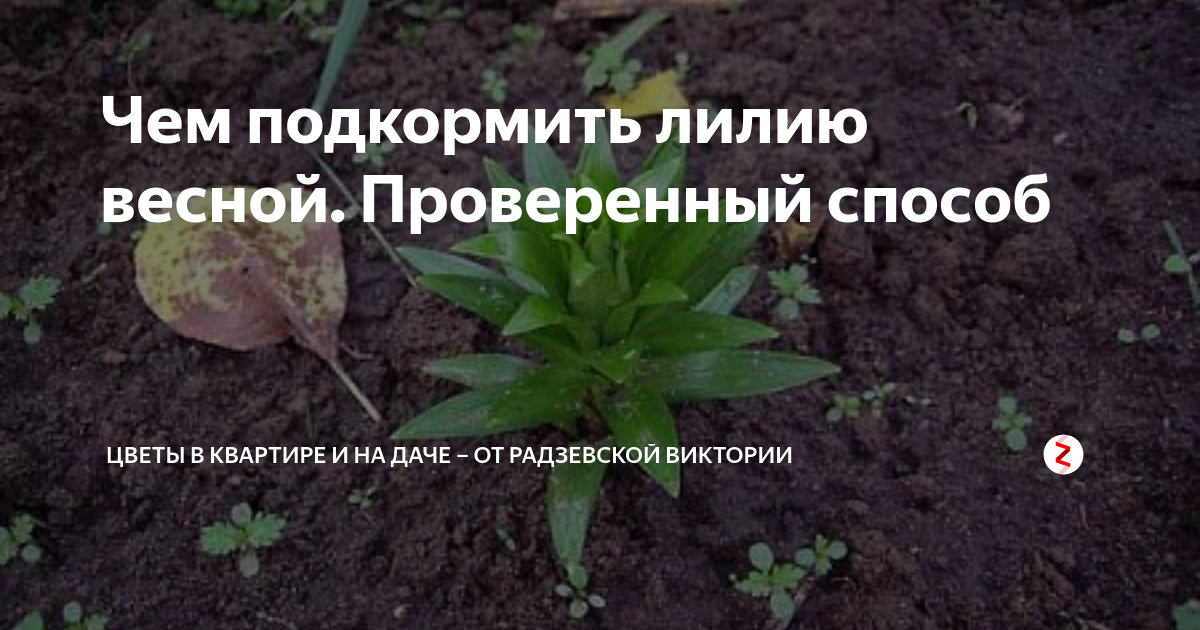 Как, когда и чем подкормить лилии | zelenysad.ru