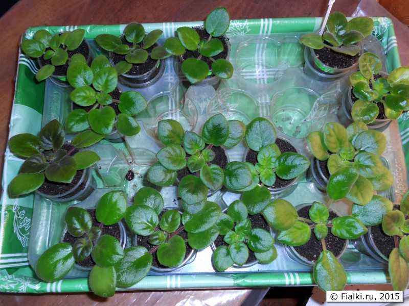 О том как выращивают фиалки из листочков в домашних условиях: в земле и в воде