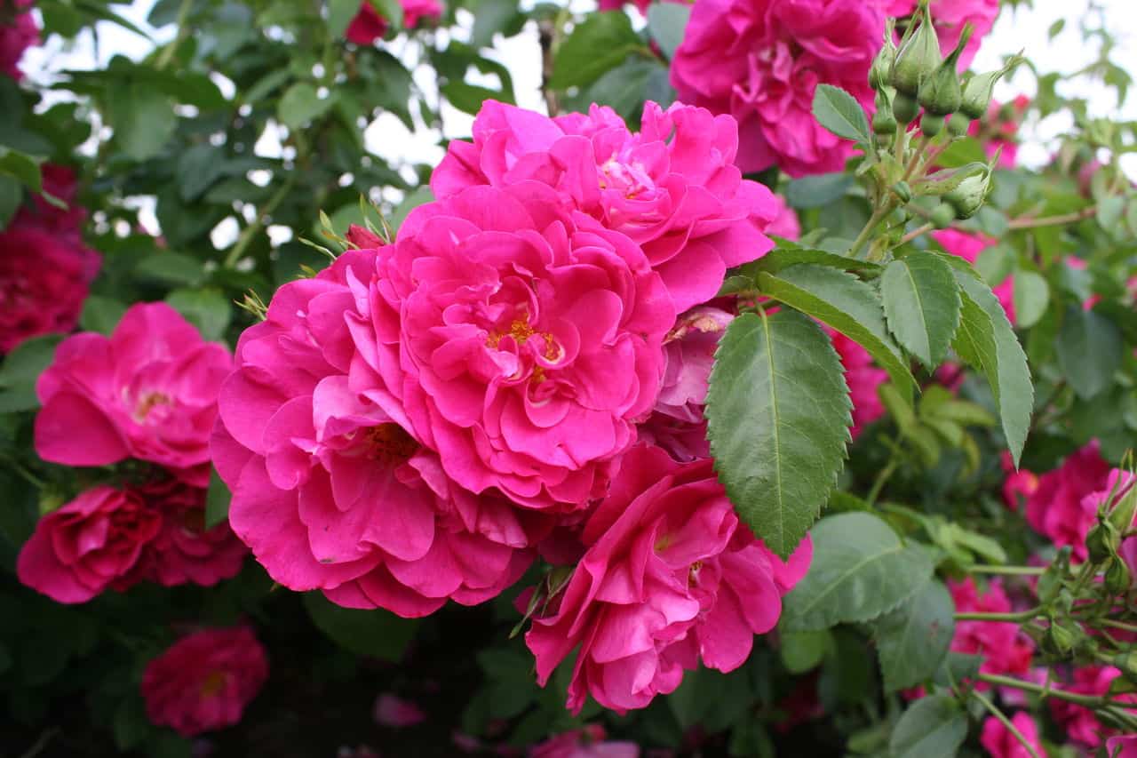 Канадские розы — лучшие сорта, особенности ухода и высадки цветов