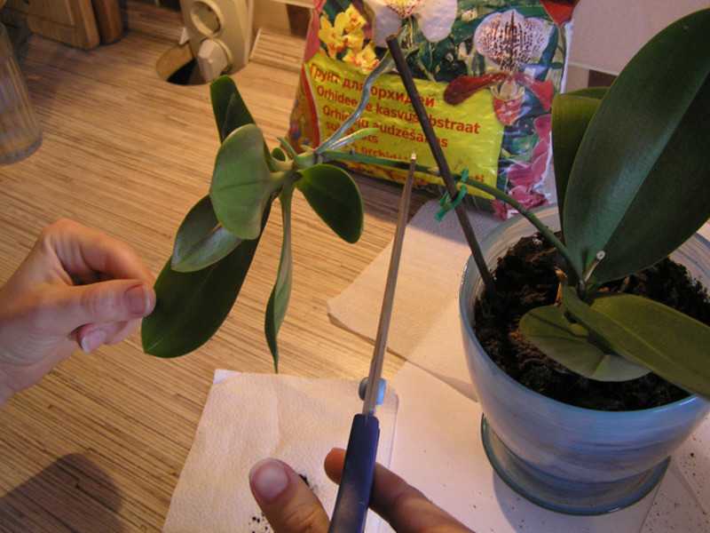 Размножение орхидей цветоносами в домашних условиях: как помочь цветку вырастить детку, можно ли размножать в бутылке, фото и видео от специалистов