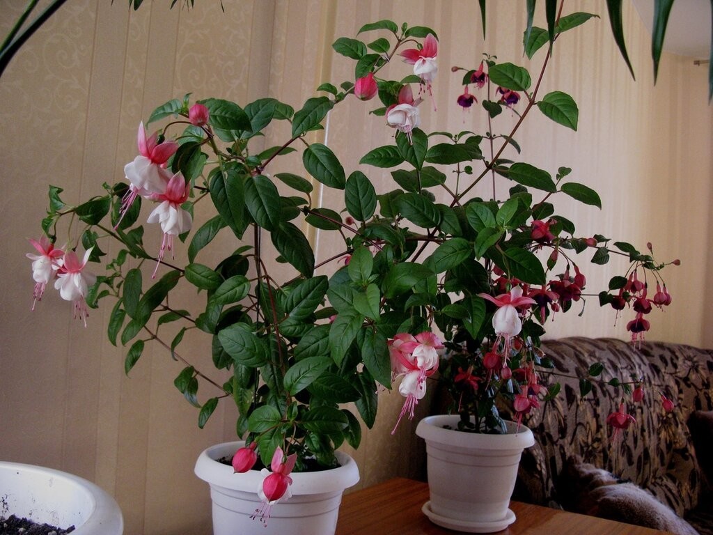 Популярный комнатный и садовый цветок фуксия: выращивание и уход за растением