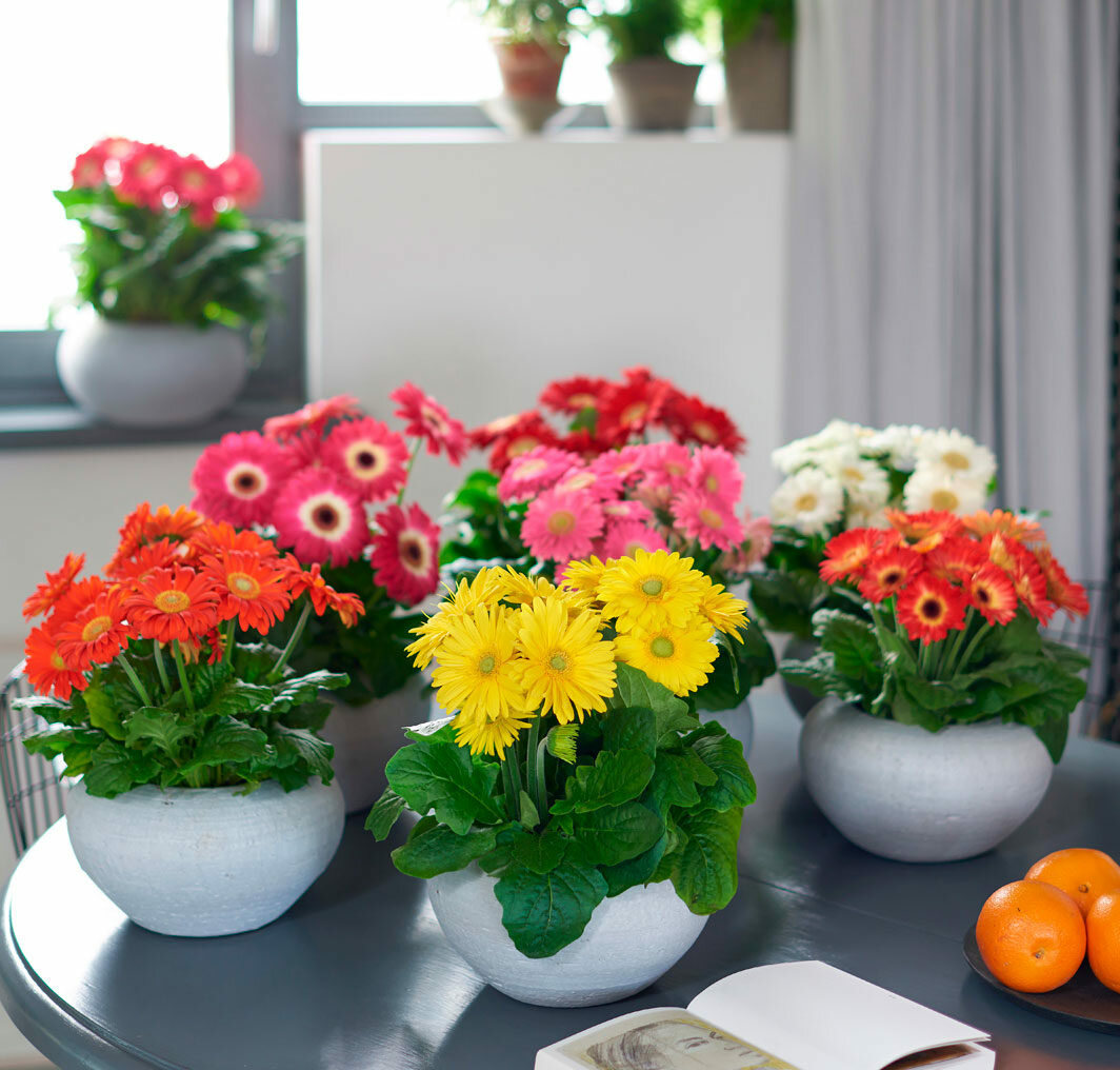 13 комнатных растений, которые легко вырастить из семян в домашних условиях. фото — ботаничка.ru