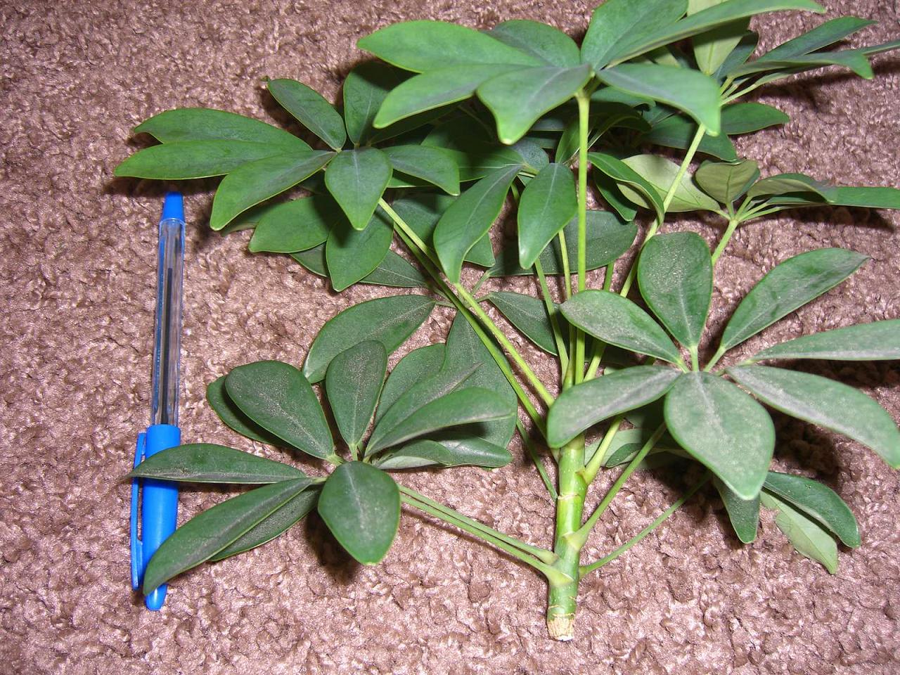 Размножение шеффлеры (23 фото): как размножается цветок черенками и листом в домашних условиях? как его укоренить и рассадить?