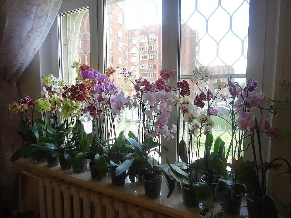 Сколько обычно цветет орхидея?