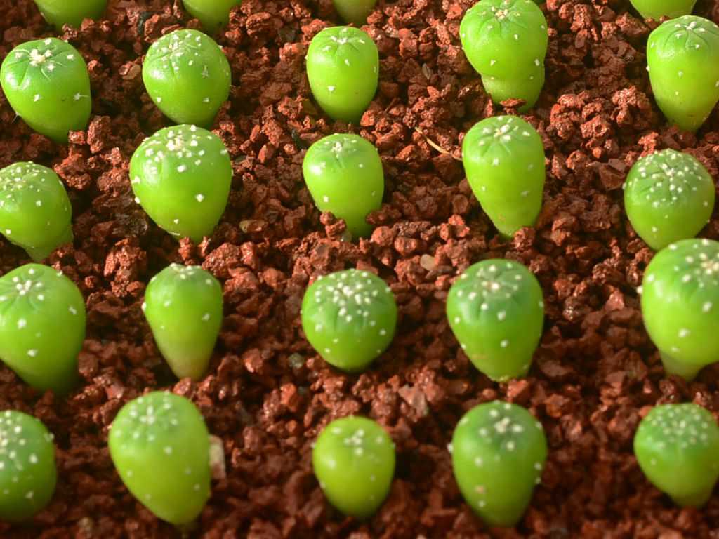 Как выращивать "живые камни" из семян: как выглядят последние, уход за суккулентами в домашних условиях, возможные трудности в заботе за комнатным цветком