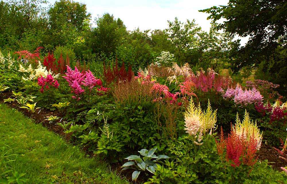 С какими цветами сочетаются лилейники в ландшафтном дизайне сада: виды растений и фото