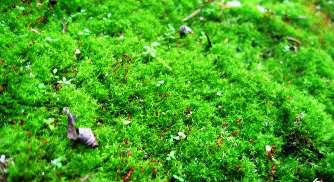 Этот вредный мох: как быстро избавиться от бриофитов на газоне?