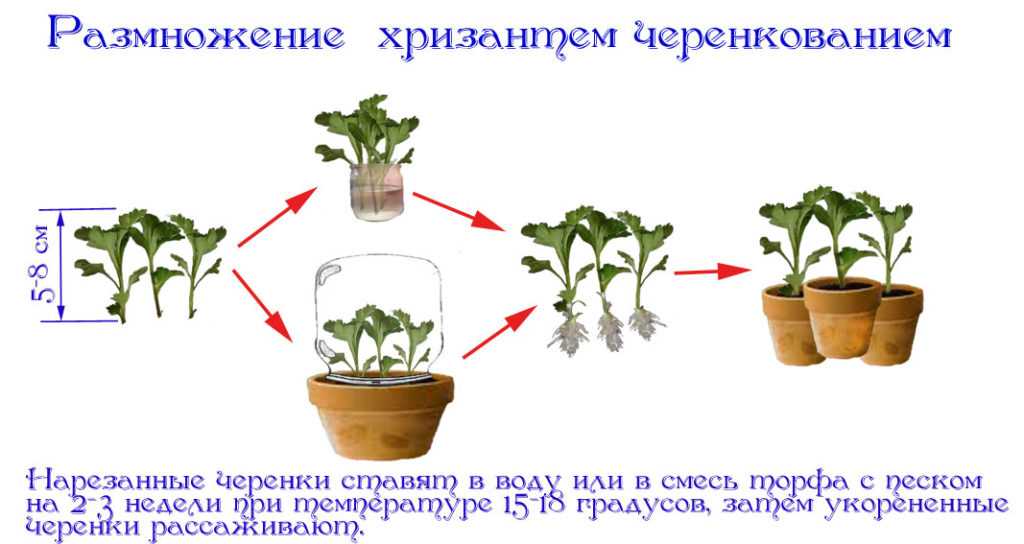 Черенкование хризантем: размножение хризантемы черенками в домашних условиях летом, укоренение черенков и последующий уход