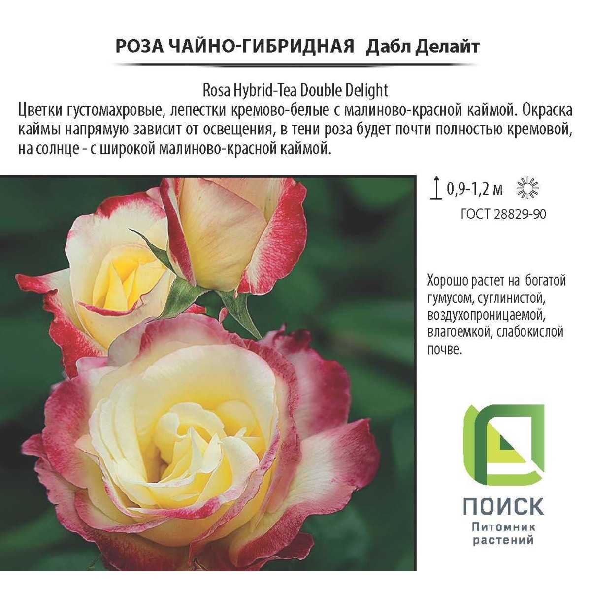 Чем отличаются парковые розы от чайно-гибридных? | в чем разница
