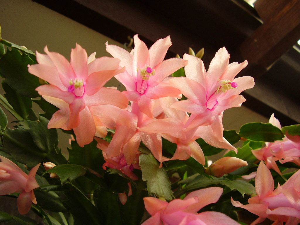 Фото цветка декабриста цветущего