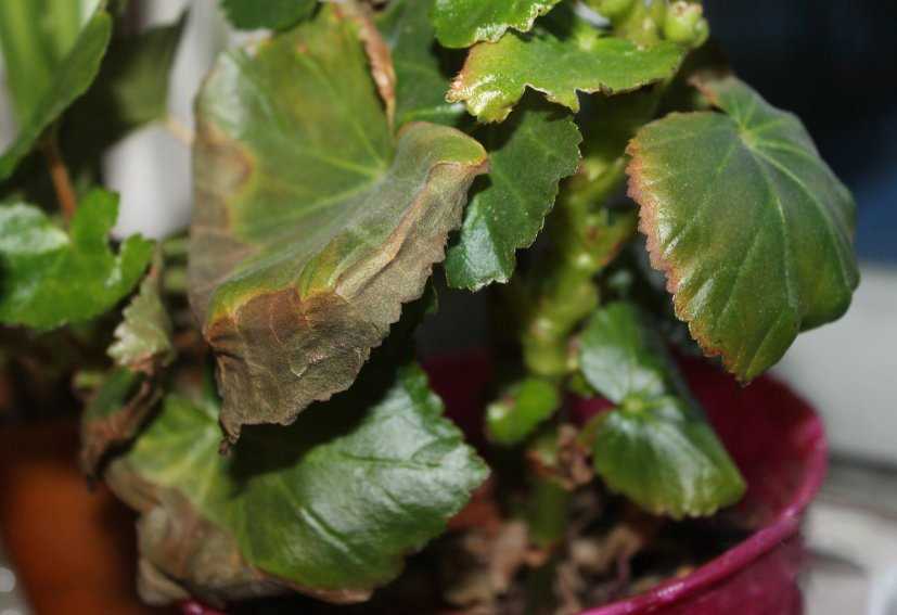 Почему сохнут кончики листьев у комнатных растений и как с этим бороться | полезно (огород.ru)