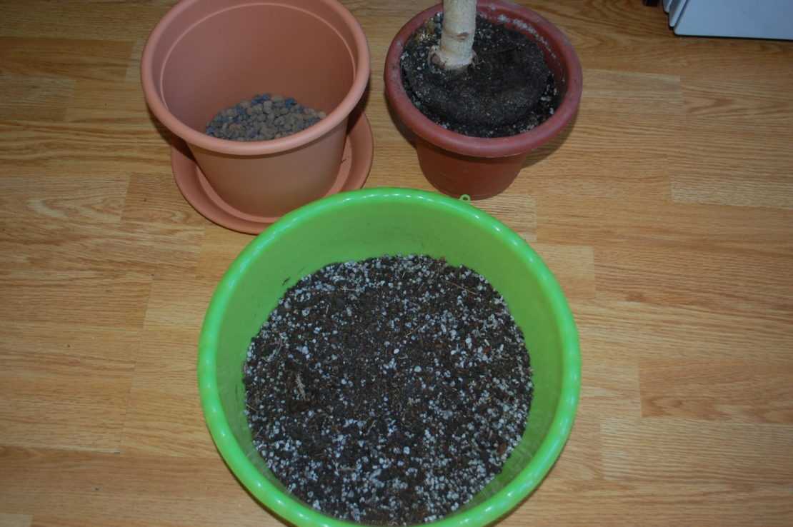 Какая земля нужна для денежного дерева? какая почва подходит для посадки толстянки в домашних условиях? как выбрать готовый грунт?