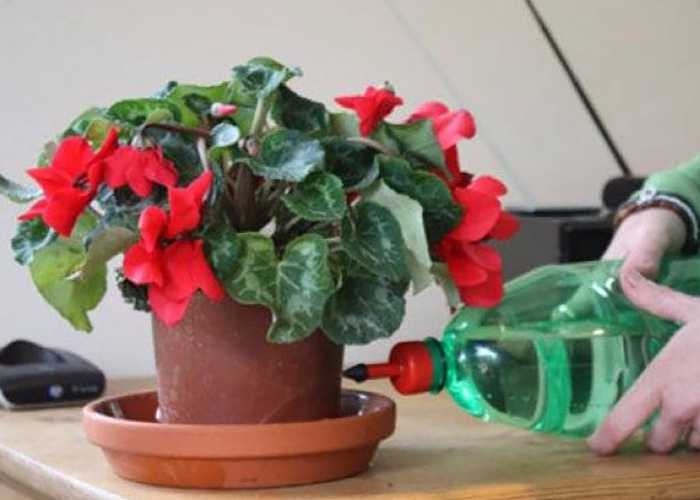 Уход за цикламеном в домашних условиях (46 фото): выращивание цветка дома в горшке. как ухаживать за комнатным растением после покупки? чем подкормить, чтобы заставить цвести?