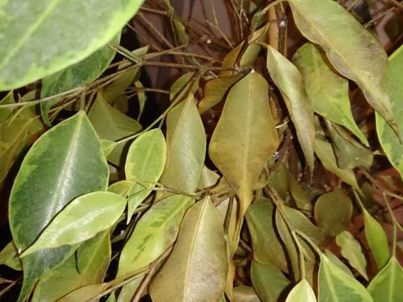 Почему у фикуса желтеют и опадают листья: что делать, причины и лечение