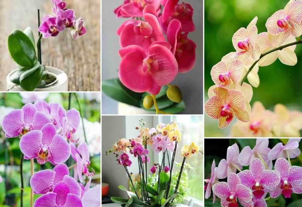На заметку владельцам орхидей: сколько раз в году и долго ли по времени цветет растение?