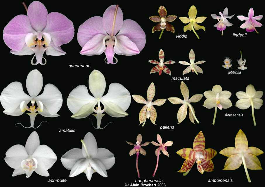 Фаленопсис мини - миниатюрные орхидеи: уход в домашних условиях после магаз...
