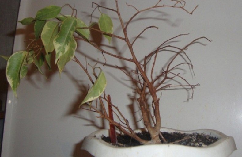 Проблемы при выращивании миртового дерева: сохнут и опадают листья, причины засыхания