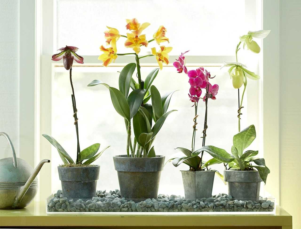 Как часто поливать орхидею