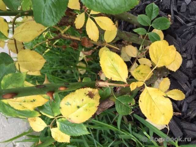Почему у гортензии сохнут листья по краям