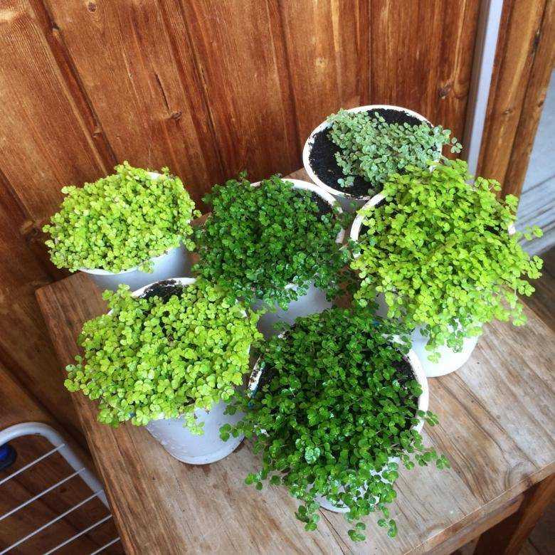 Цветок солейролия: фото гелскины и уход за растением при выращивании в домашних условиях