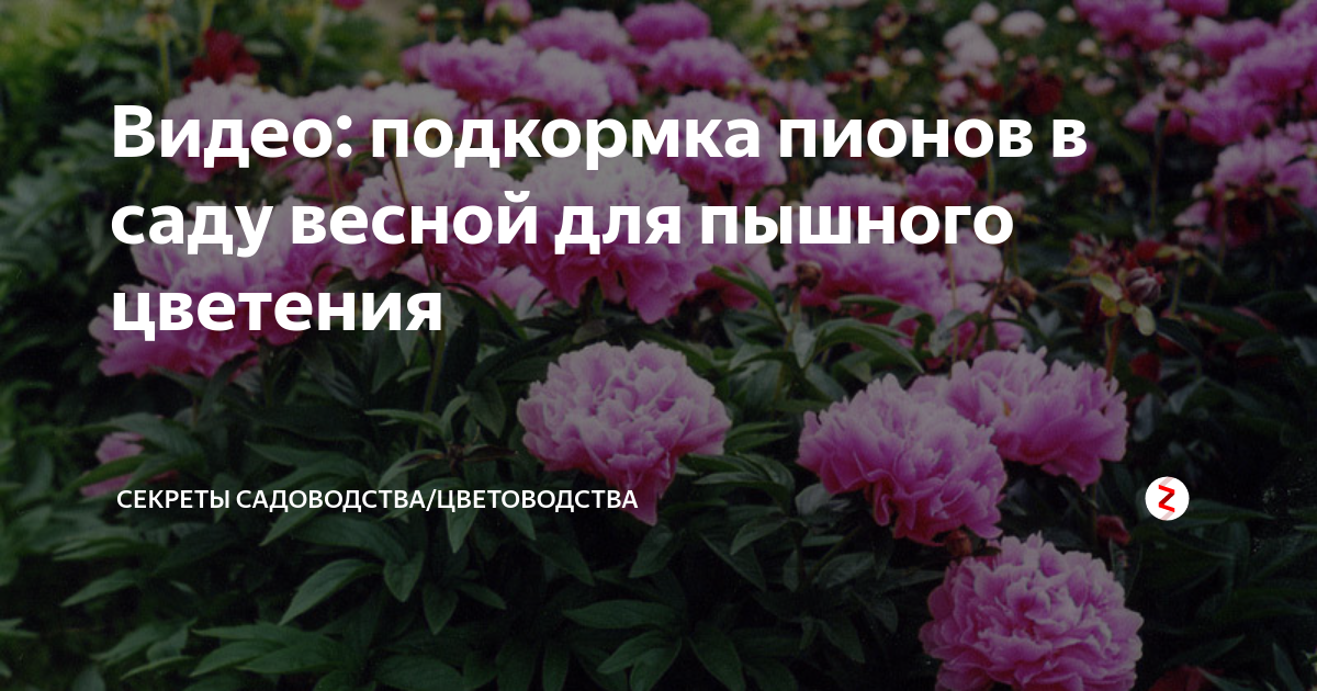 Весенние подкормки пионов – чем, как и когда | в цветнике (огород.ru)