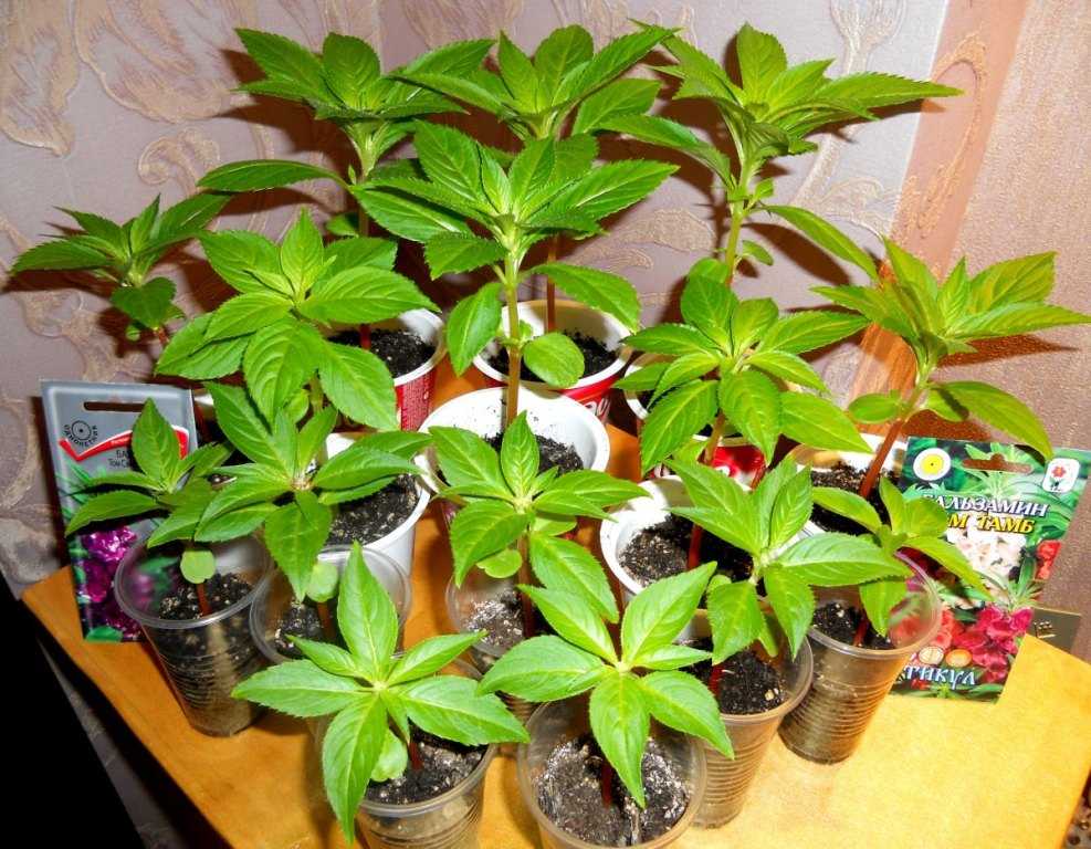 Комнатные растения, которые легко можно вырастить из семян.