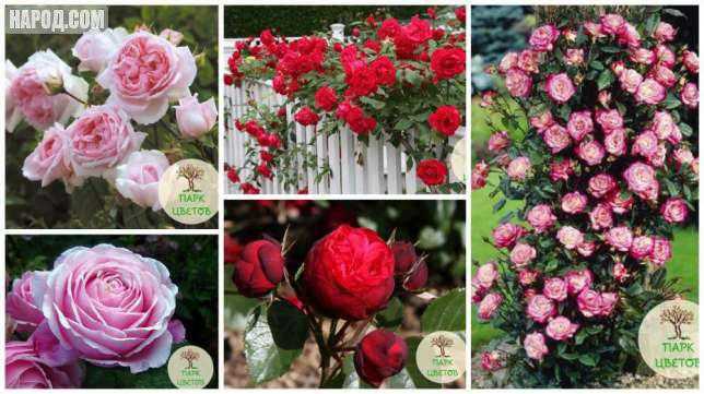 Розы чайно-гибридные: характеристика сортов