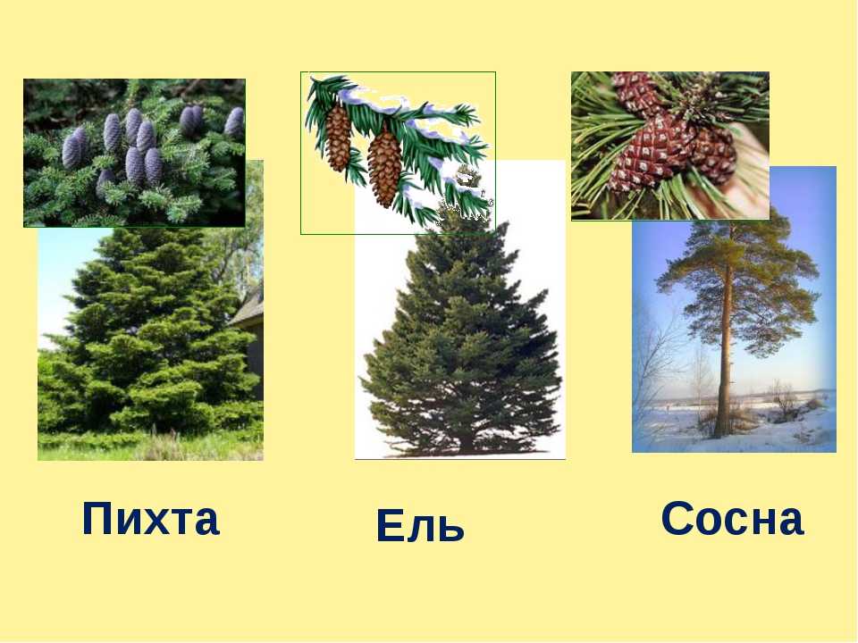 Пихта (81 фото): как выглядит дерево? описание шишек и листьев, размеров пихты. как ухаживать? выращивание и размножение