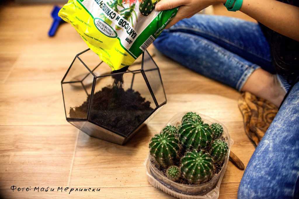 Как пересадить кактус в новый горшок: пошаговая инструкция с фото