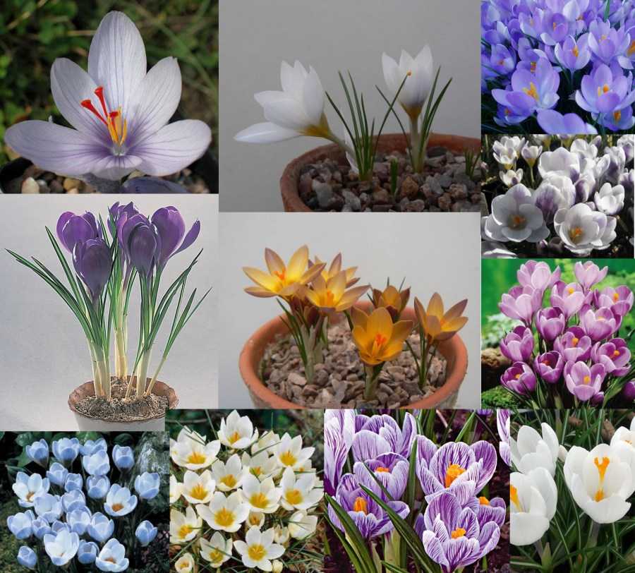 Цветы крокусы: отбор материала и выращивание в домашних условиях в грунте, виды растения, посадка и уход