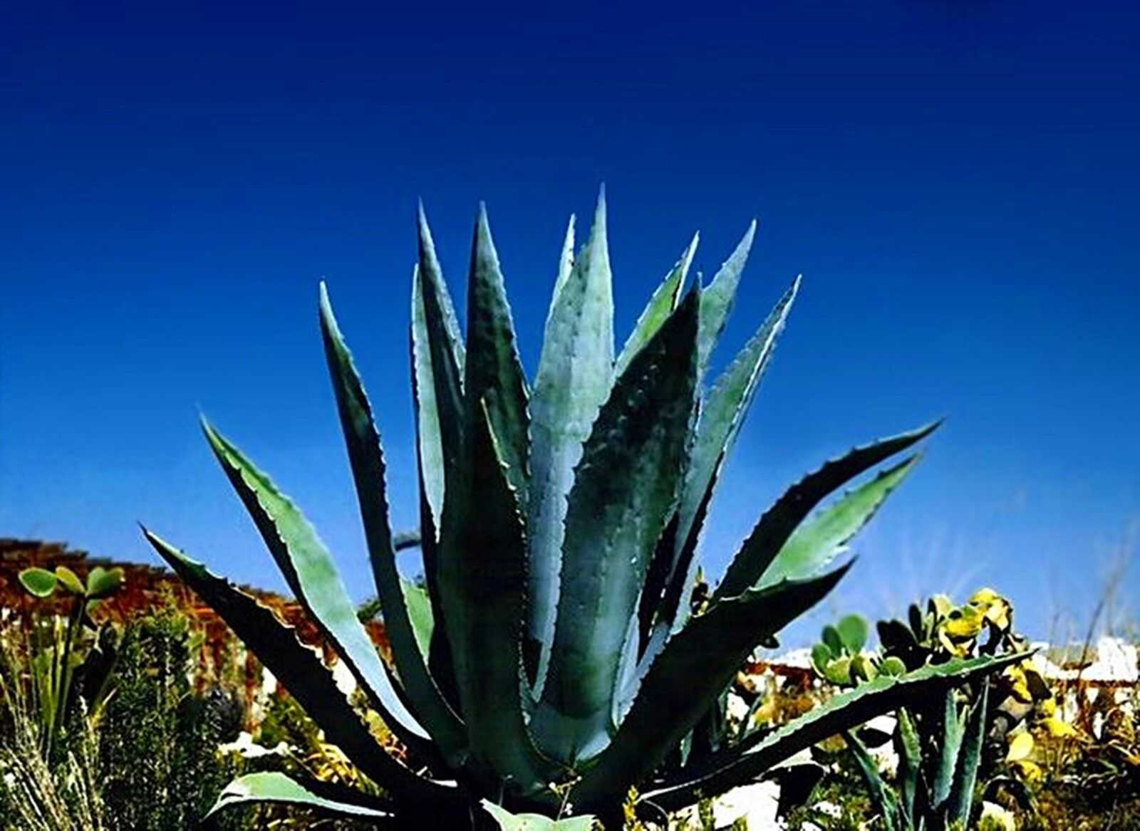 Растения в мексике