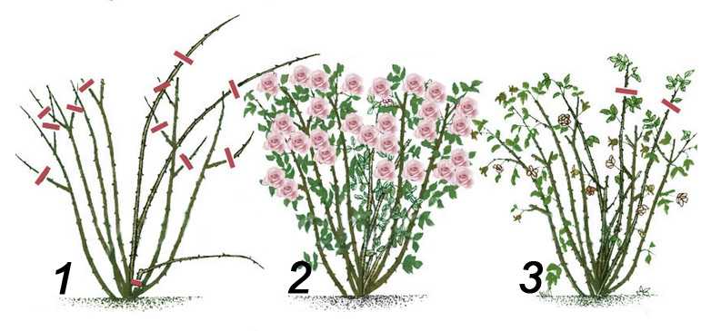 Спирея «макрофилла» (31 фото): описание спиреи японской macrophylla, использование в ландшафтном дизайне и обрезка, посадка и уход