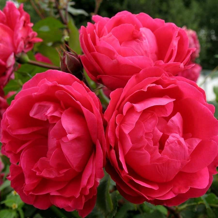 Канадские розы — посадка и уход видео, выращивание канадской розы