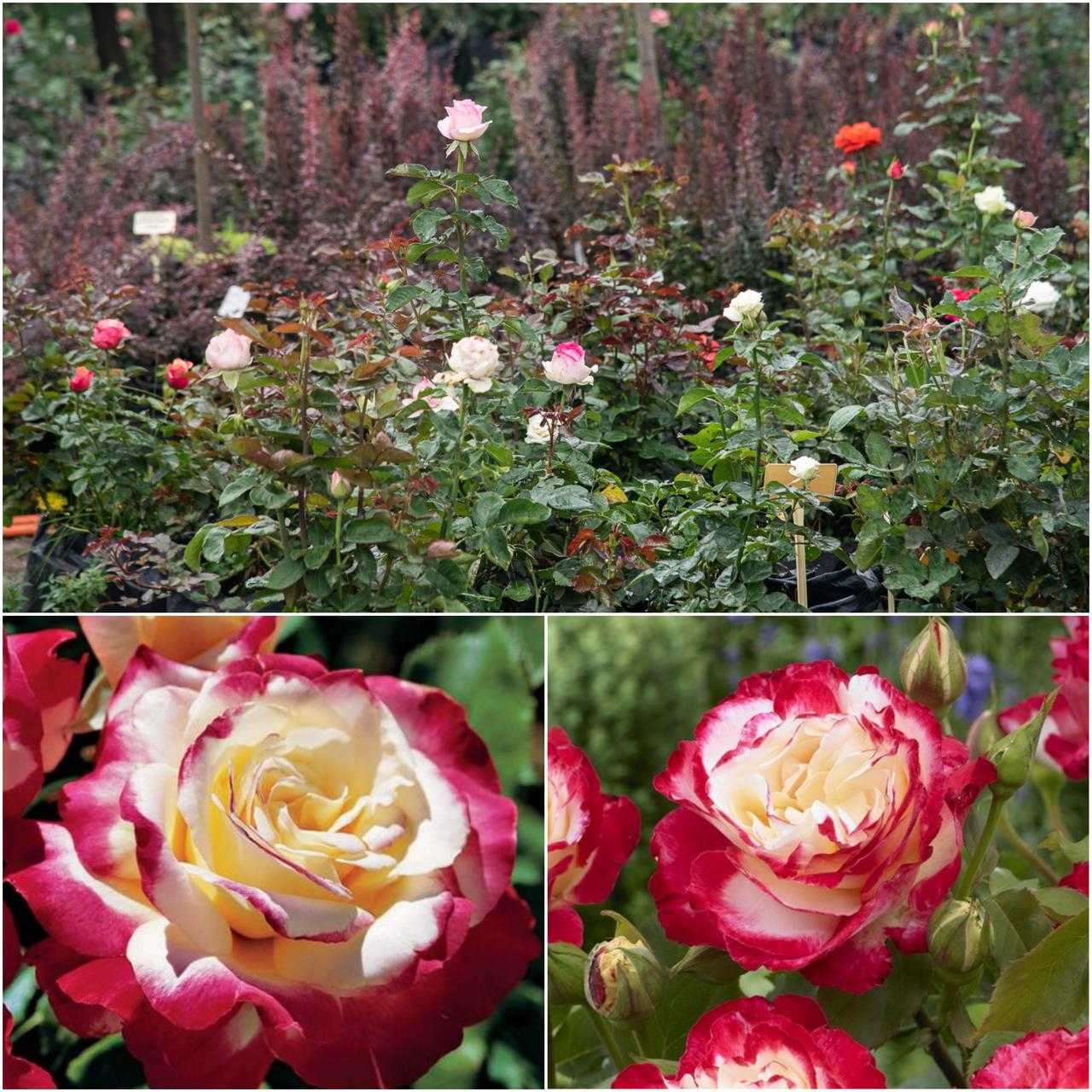 Чайные и чайно-гибридные розы – в чем разница? | в цветнике (огород.ru)