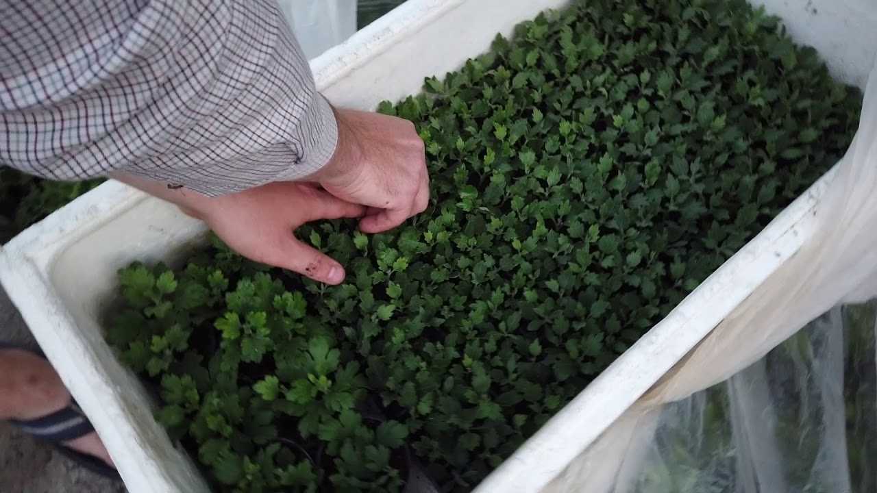 Размножение хризантемы черенками осенью в домашних условиях: как черенковать