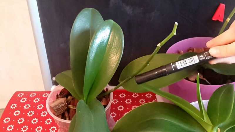 Почему не цветет орхидея после пересадки и что с этим делать?