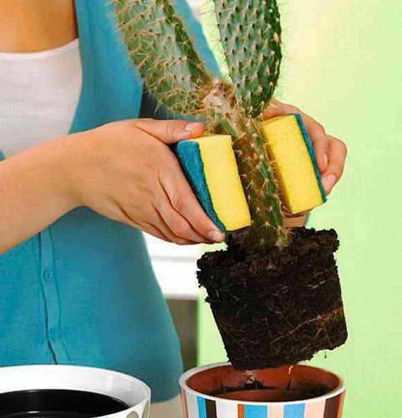 Пересадка кактуса в домашних условиях: советы разводителей, фото