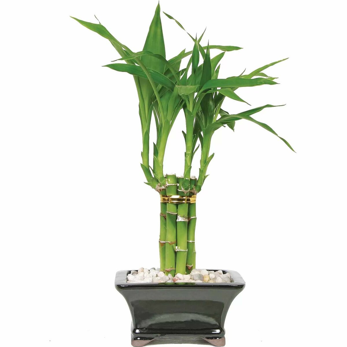 Драцена сандера: уход за растением в домашних условиях, фото