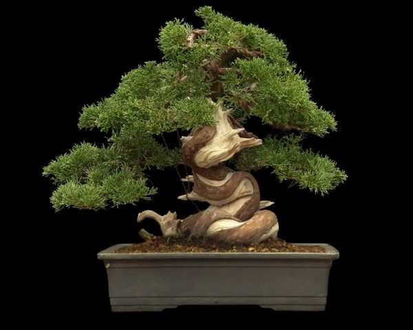 Как вырастить миниатюрное дерево в домашних условиях: все об искусстве бонсай - sadalisa.ru все о цветах и растениях