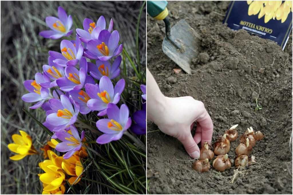 Цветок крокус: описание, выращивание, применение