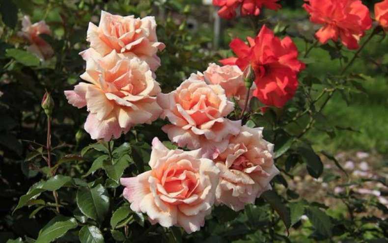 Отличие флорибунды от чайно гибридной розы