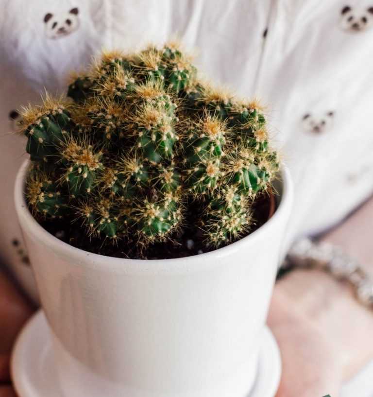Кусочек пустыни у вас дома — кактус цереус